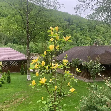 молода вовчиця * Sasivka