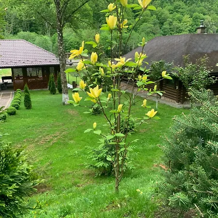 молода вовчиця Apartment